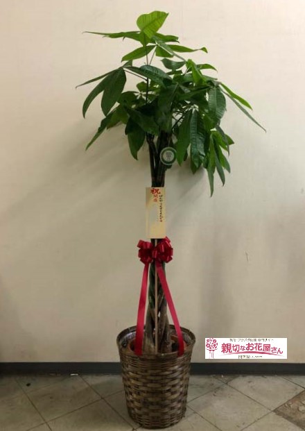 名古屋市守山区 開店祝い花 観葉植物 ぱんや うえすとえんど様 親切なお花屋さん 開店祝い Com