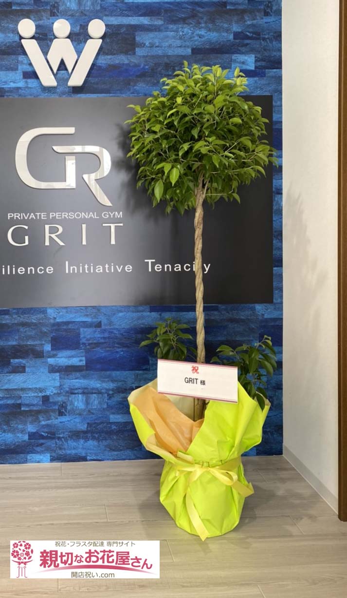 開店祝い花 観葉植物ベンジャミン 千葉県成田市 Grit 様 パーソナルトレーニングジム 親切なお花屋さん 開店祝い Com