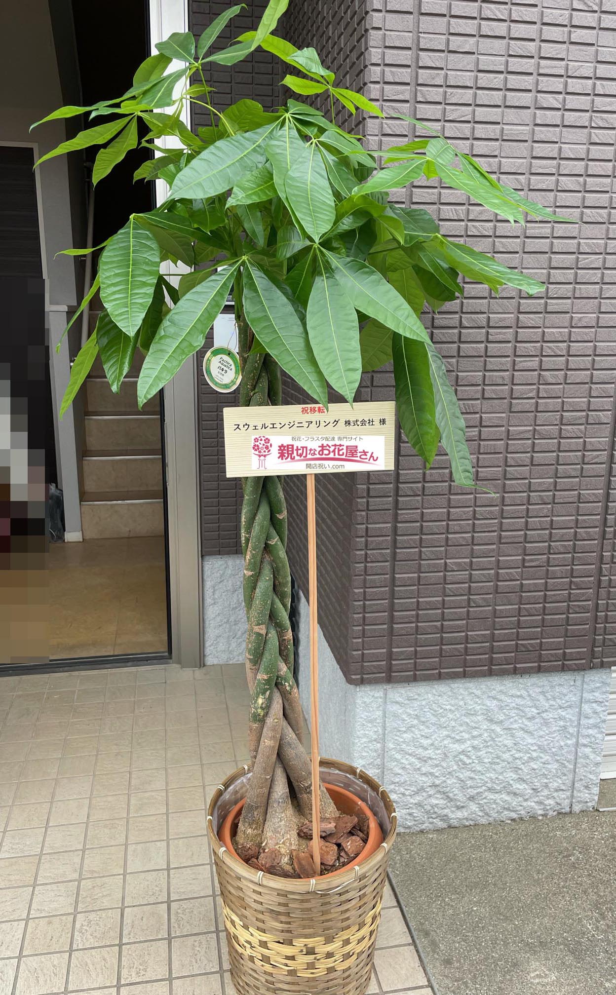 祝花 移転祝い観葉植物 埼玉県戸田市 スウェルエンジニアリング株式会社 様 親切なお花屋さん 開店祝い Com