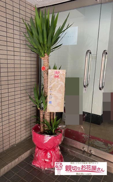 開店祝い花 観葉植物 ユッカ 埼玉県川口市 Angelchris ビューティーサロン 様 ネイルサロン 親切なお花屋さん 開店祝い Com